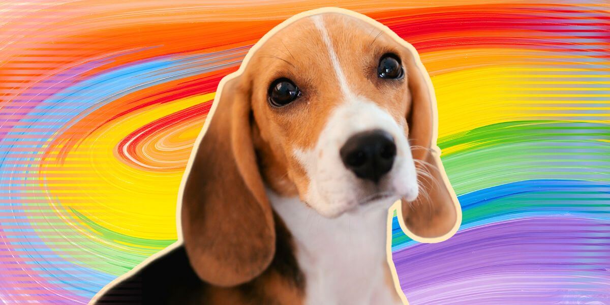 PETA Exposed the Misery. Now This Beagle Hellhole Is Closing!