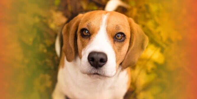 Beagle looking at the camera