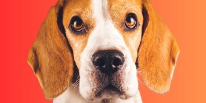 Beagle looking at the camera