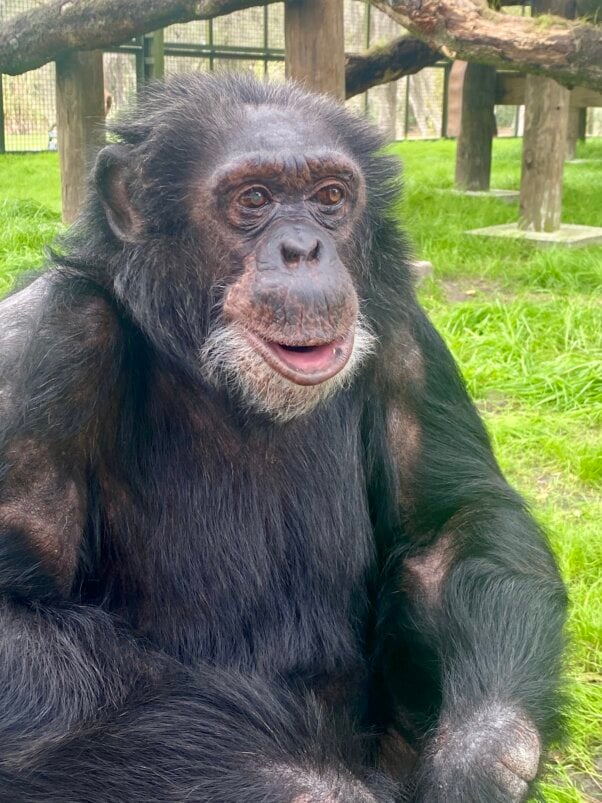 bubbles the chimpanzee at a sanctuary