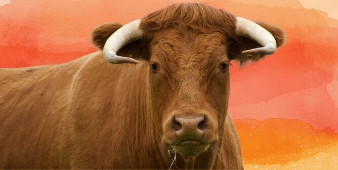 A brown bull looks at the camera