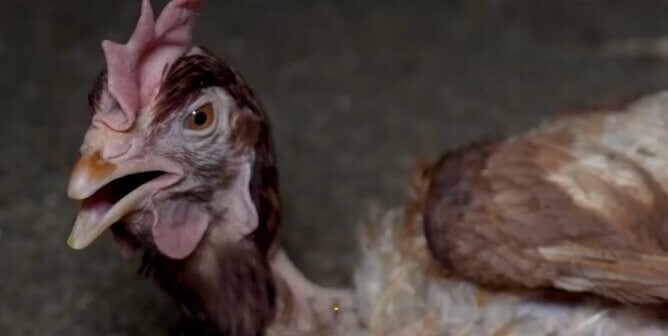 Hen gasping for breath