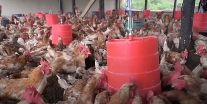 Hens crowded in a shed