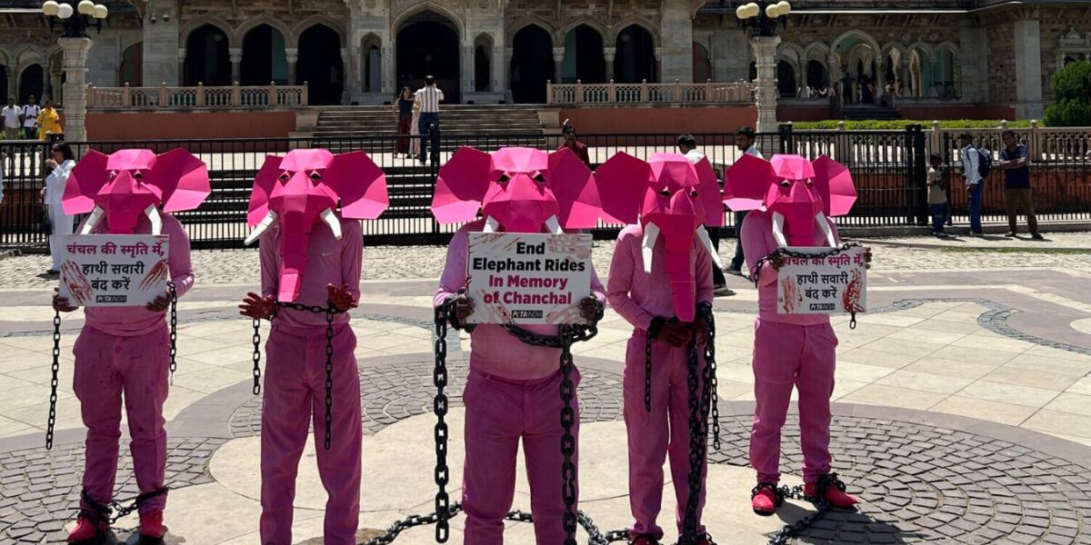 Demonstrators in pink elephant costimes
