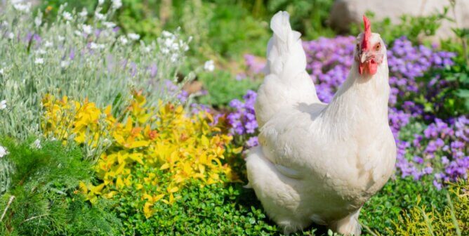 White chicken in a field of flowers