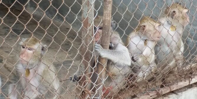 Monkeys in a large cage