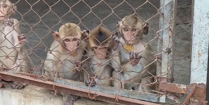 Monkeys in a large cage