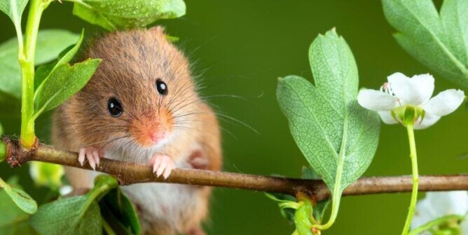 A field mouse perched on a branch