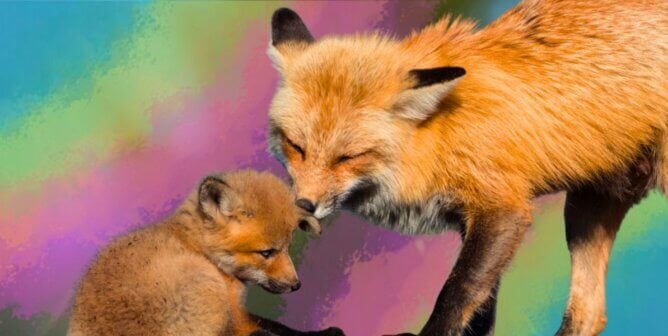 Mother fox with her kit