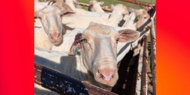 Sheep with ear wound