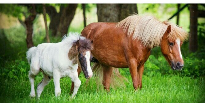Mother and an older foal in a forest type setting