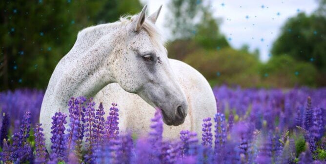 A white horse in a field of lupine flowers