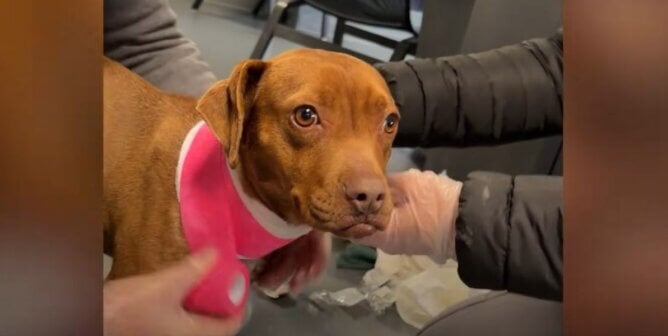 Liora having a bandage wrapped around her neck