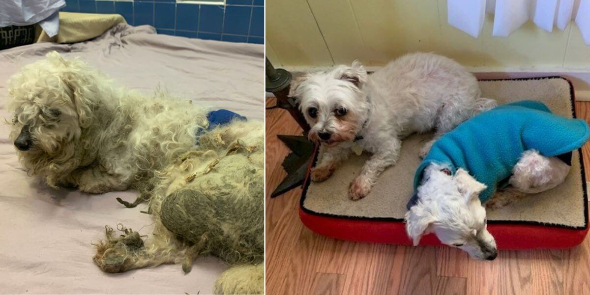 A side by side view showing a severely matted dog next to a