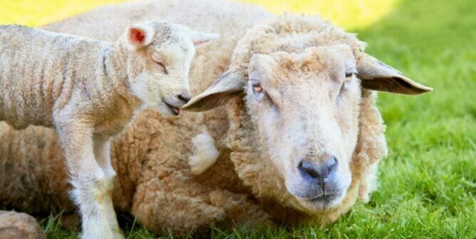 Mother sheep and lamb