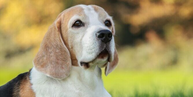 Older senior beagle