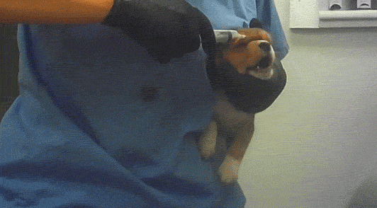 puppy being injected in a laboratory