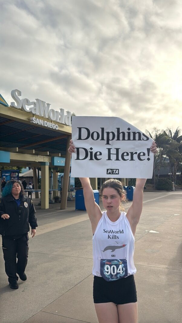Starlynn Costa, seaworld 5k, race, dolphins die here