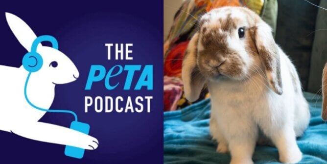 Rabbit & PETA Podcast logo
