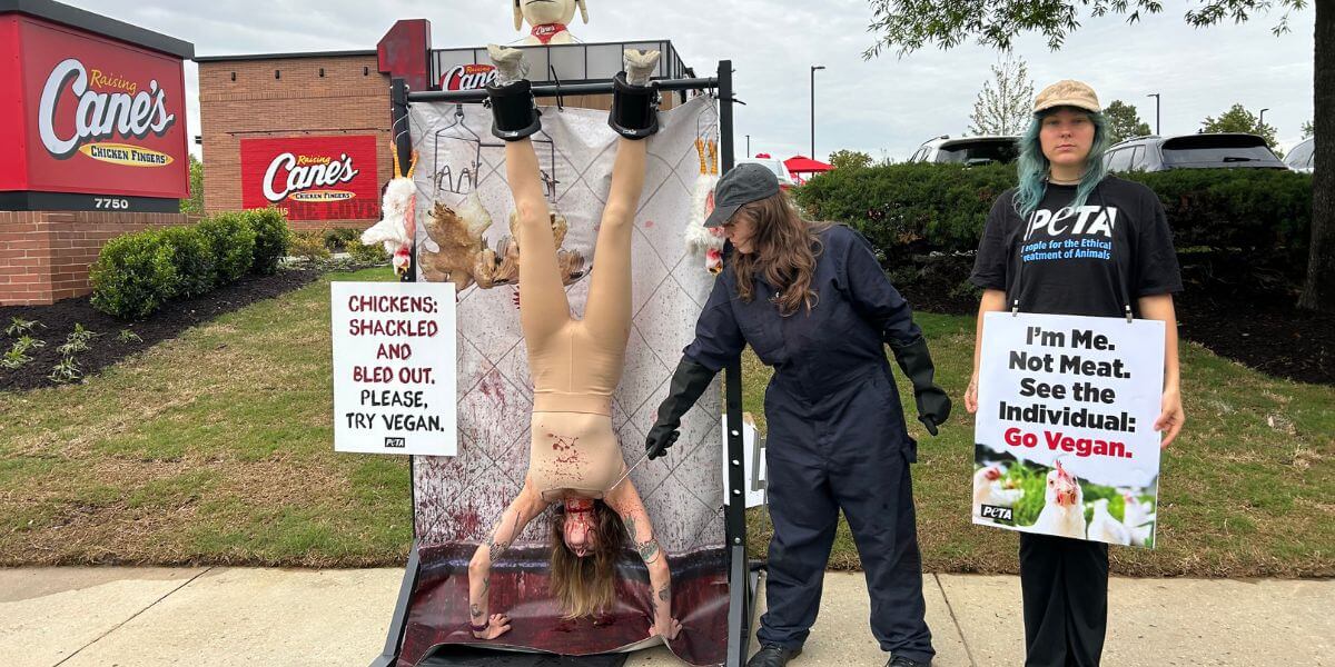 A demonstrator hung upside down as a 'chicken'