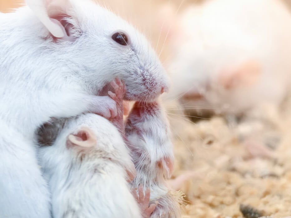 A group of newborn mice are sucking the mother's milk.