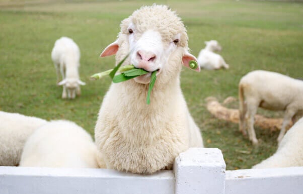 sheep chewing on plants
