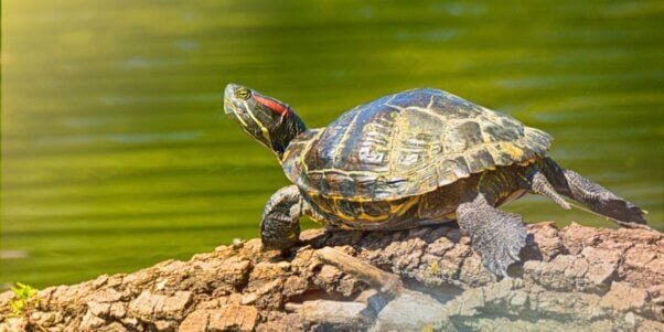 A turtle sunbathes on a pond log