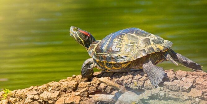 A turtle sunbathes on a pond log