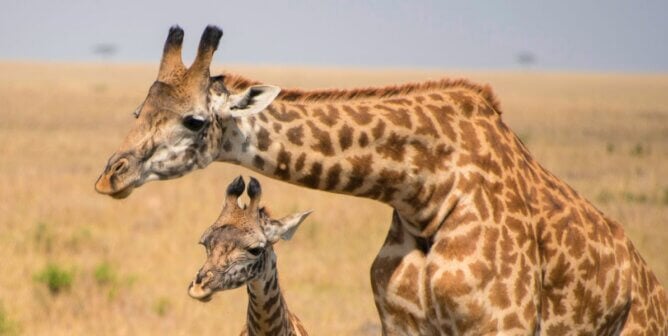A giraffe and her baby