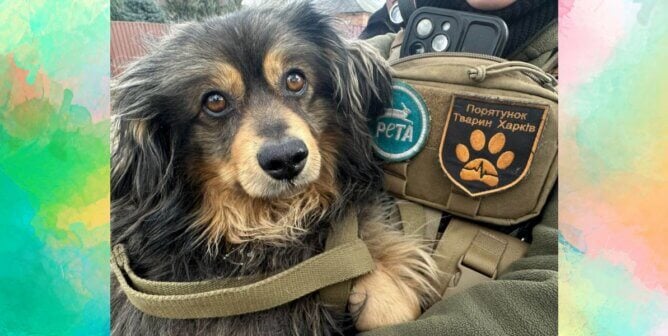 Dog held by a rescuer