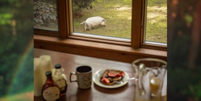 Pig outside window with breakfast in the foreground