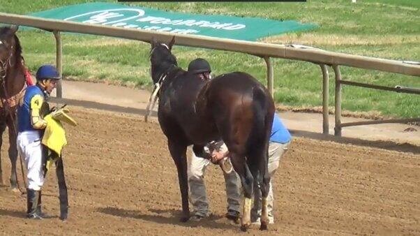 Horse's leg being inspected.