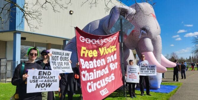 Viola Demo in Salem, OR