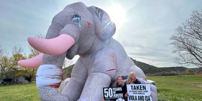 Crying elephant mascot