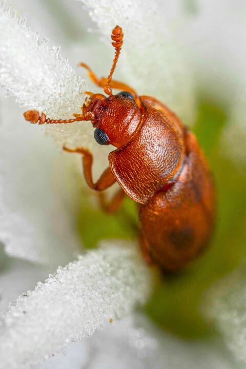 A small insect inside the center of a white flower