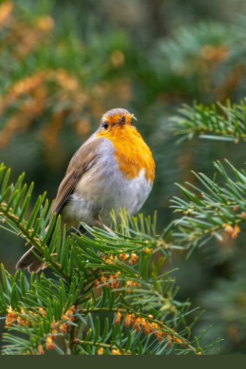 European robin perched on a pine branch