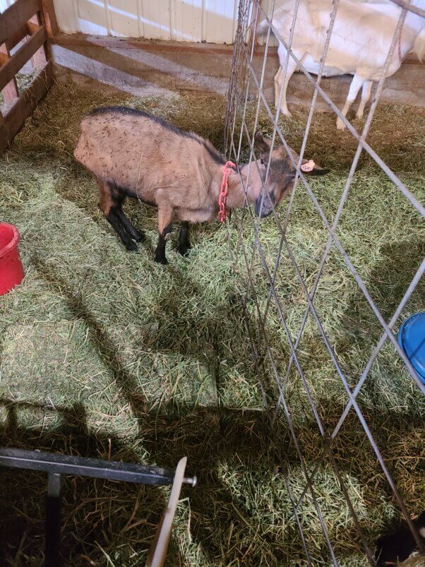 barbara the goat at grand barr dairy