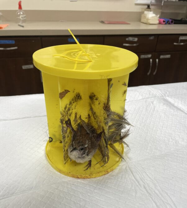 Bird stuck on a circular glue trap