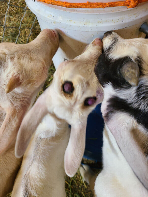 Goats’ sensitive horn tissue burned off