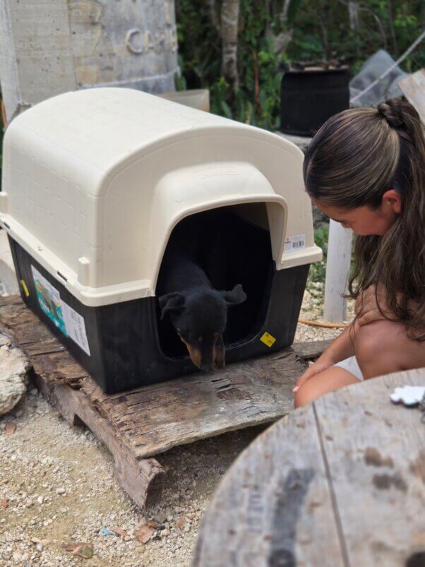 Black dog in plastic dog house