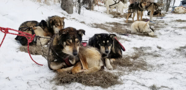 dogs used for the Iditarod, sitting in the snow outside