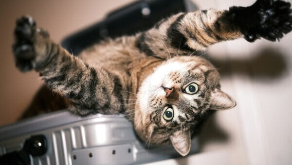 Cat in a suitcase