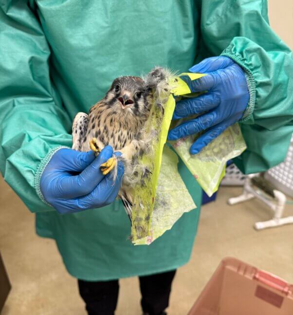 Falcon stuck on a glue trap