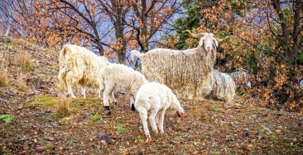 Angora goat herd