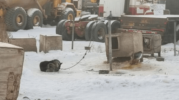 Dogs in Alaska’s dog-sledding industry are often kept chained outside in the bitter cold, akin to an archaic outdoor prison in the 1600s, a practice exposed by a PETA undercover investigation. (Image for illustrative purposes only) Credit: PETA