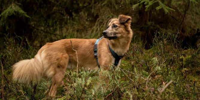 A dog in a harness on a hike