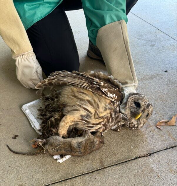 Owl stuck on a glue trap