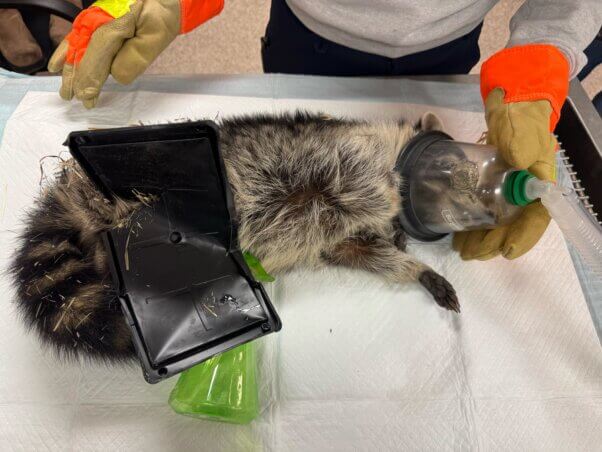 Raccoon being assisted after being trapped in a glue trap