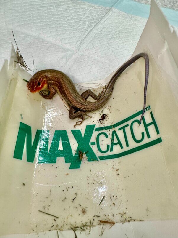 Salamander stuck on a glue trap
