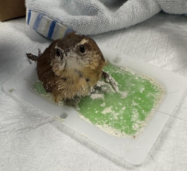 small bird in a glue trip